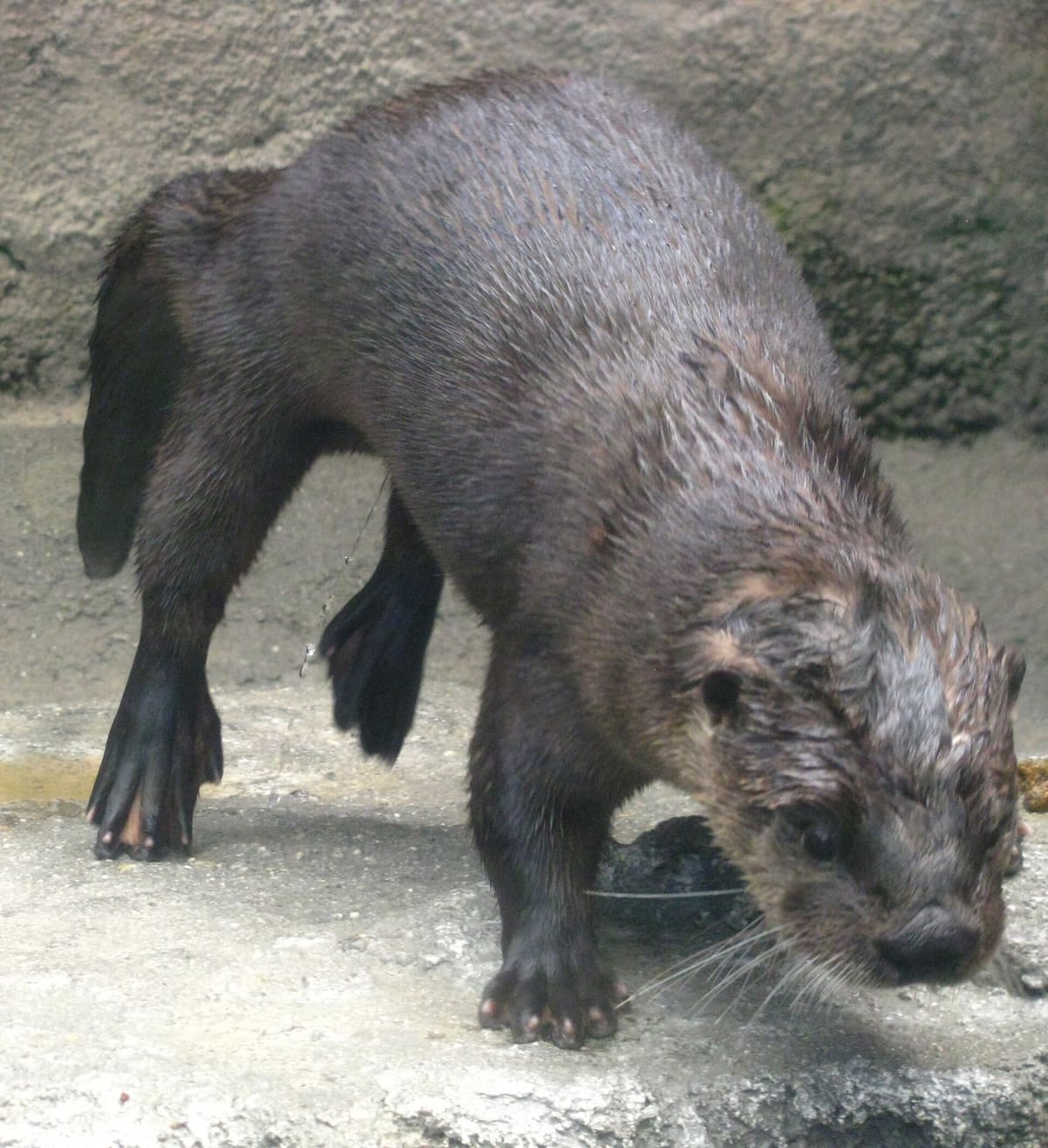 A river otter on a rock at the edge of its pool