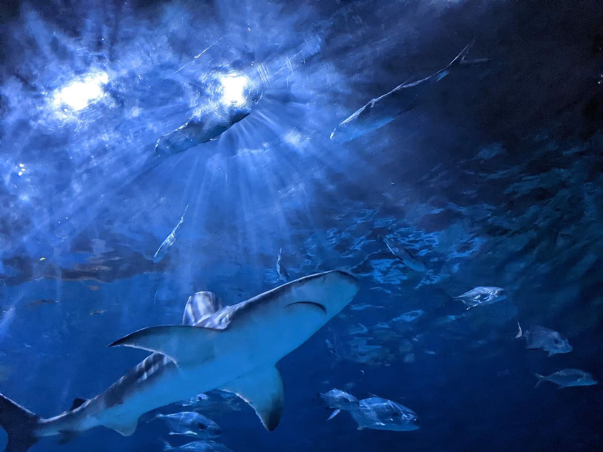 A shark gliding through deep blue water in a large tank