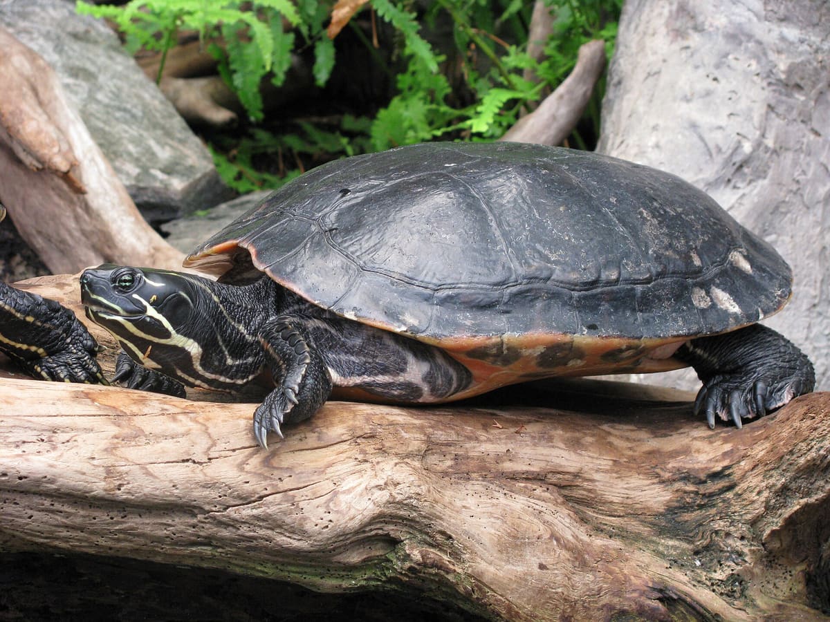 A yellow-bellied slider turtle resting on a rock