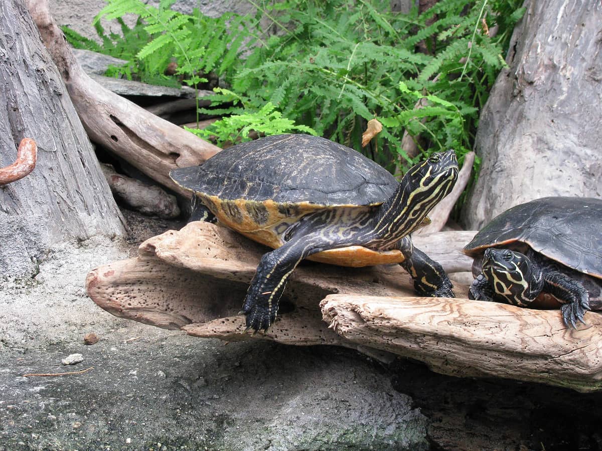 Two yellow-bellied slider turtles resting on a log above the water