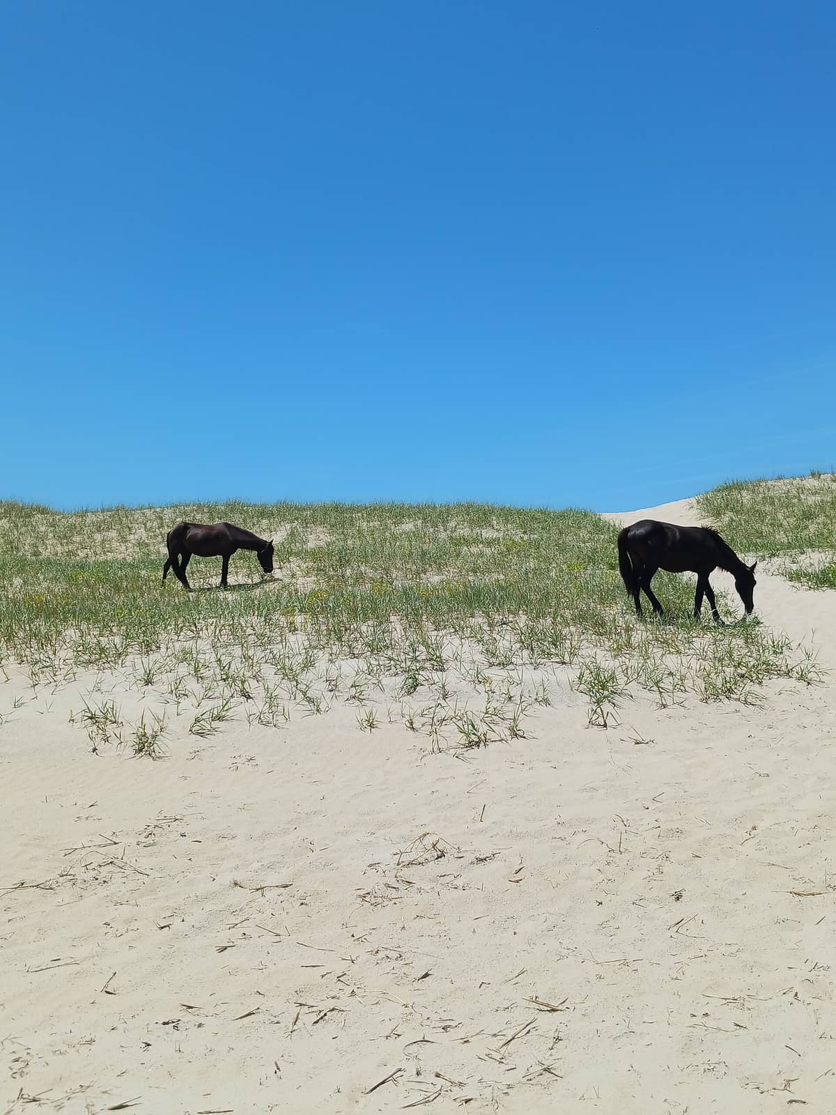 A single wild Banker horse grazing on a grassy dune above the sand near Corolla