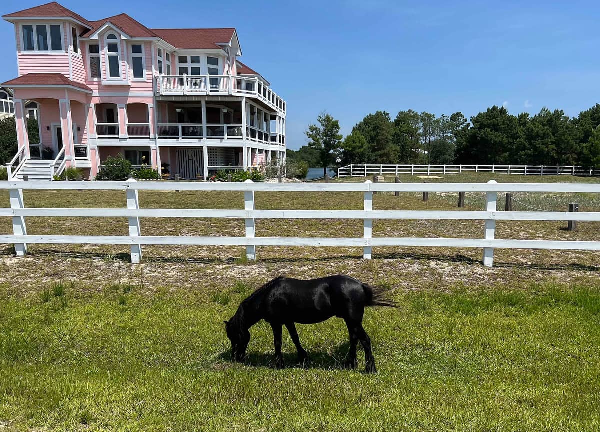 A wild horse grazing on a lawn in front of a beach house behind a white fence in Carova