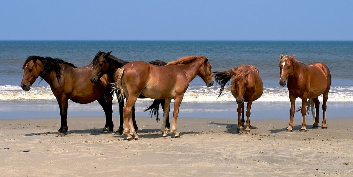 Five wild Banker horses standing together on the sand at Corolla with the surf behind them