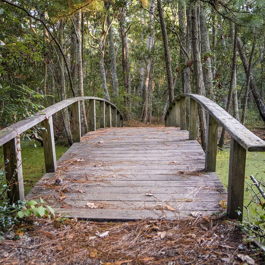 A weathered wooden footbridge on a trail through dense green forest in Nags Head Woods