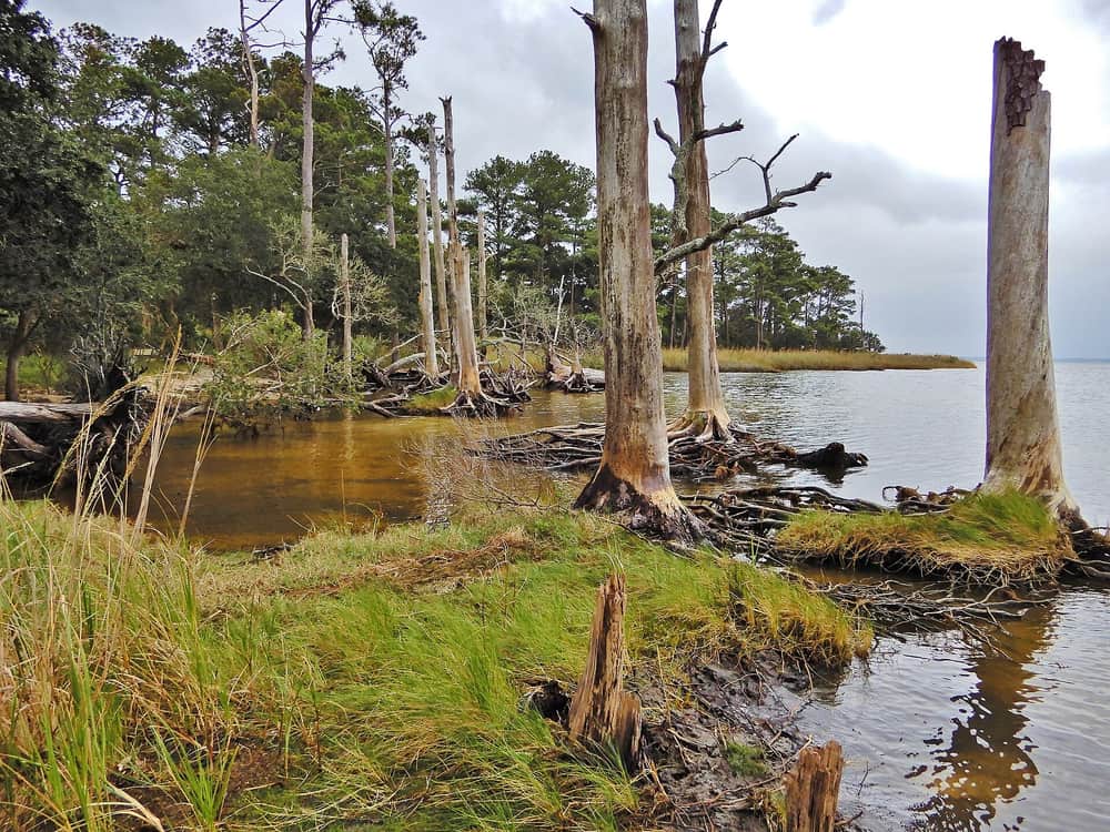 Dead standing trees at the edge of the water where the forest meets the sound at Nags Head Woods